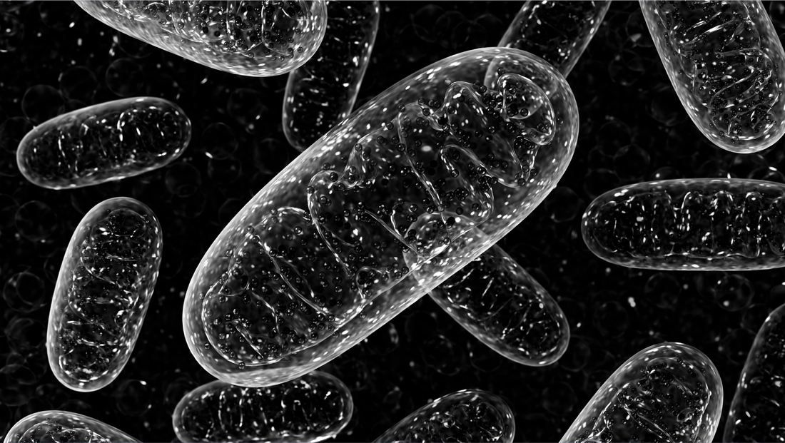 Mitochondria: More than a Powerhouse
