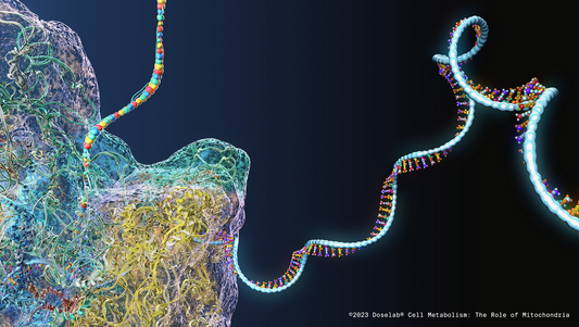 Cell Metabolism: The Role of Mitochondria