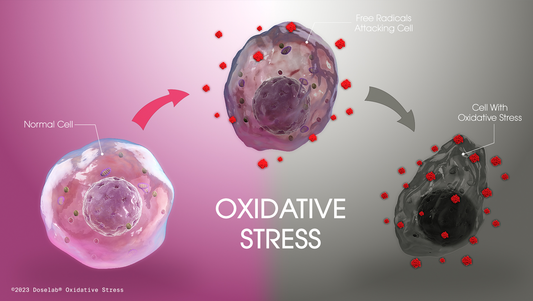 The Enemy of Mitochondria: Oxidative Stress