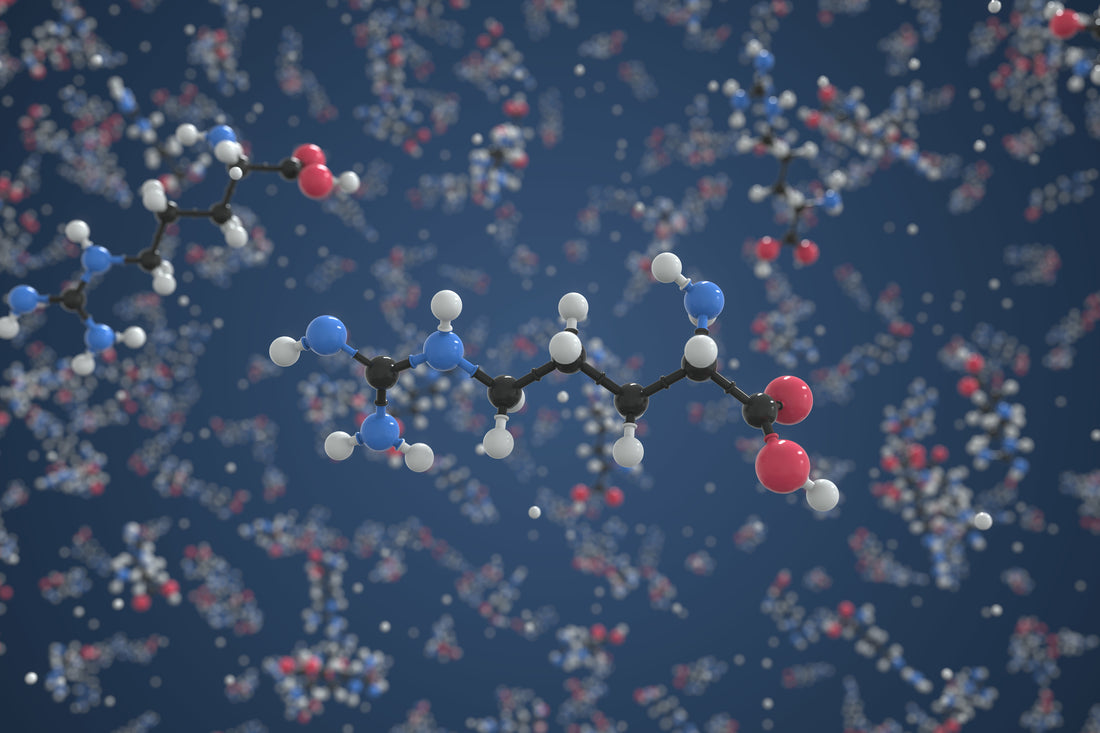 Your Health Supporter: L-Arginine