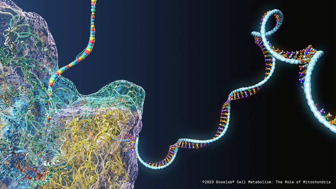 Cell Metabolism: The Role of Mitochondria