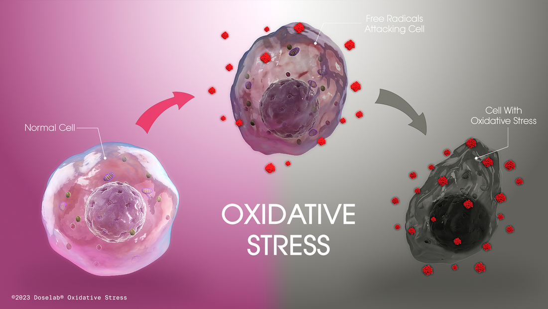 The Enemy of Mitochondria: Oxidative Stress